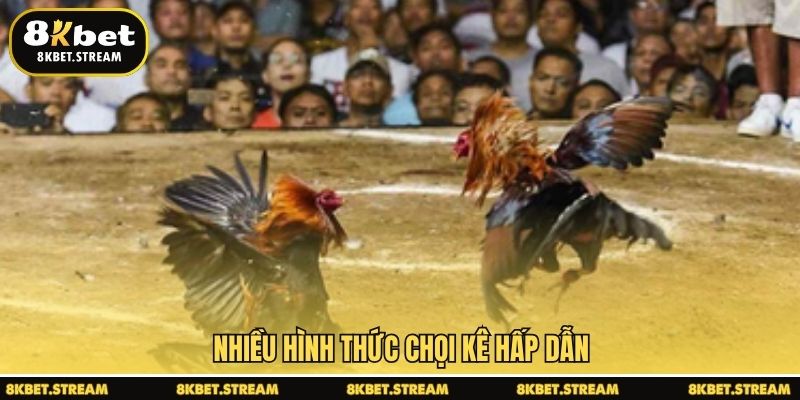 Nhiều hình thức chọi kê hấp dẫn